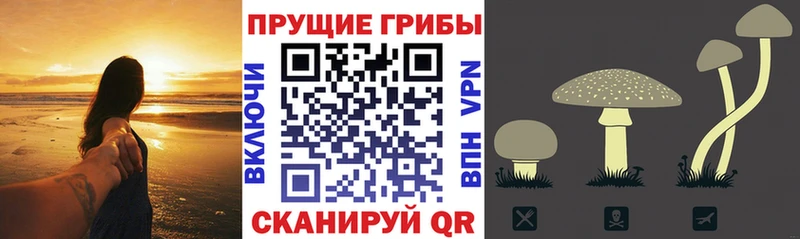 Галлюциногенные грибы Psilocybe  Новоалександровск 